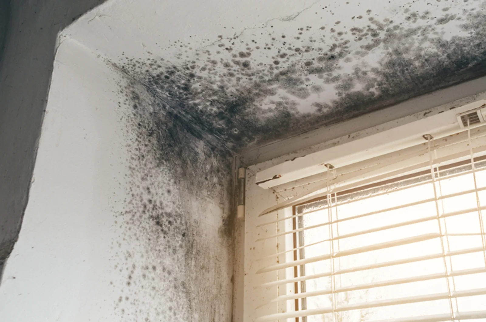 Black mold colonizing a ceiling corner and wall beside a window in a Pennsylvania home