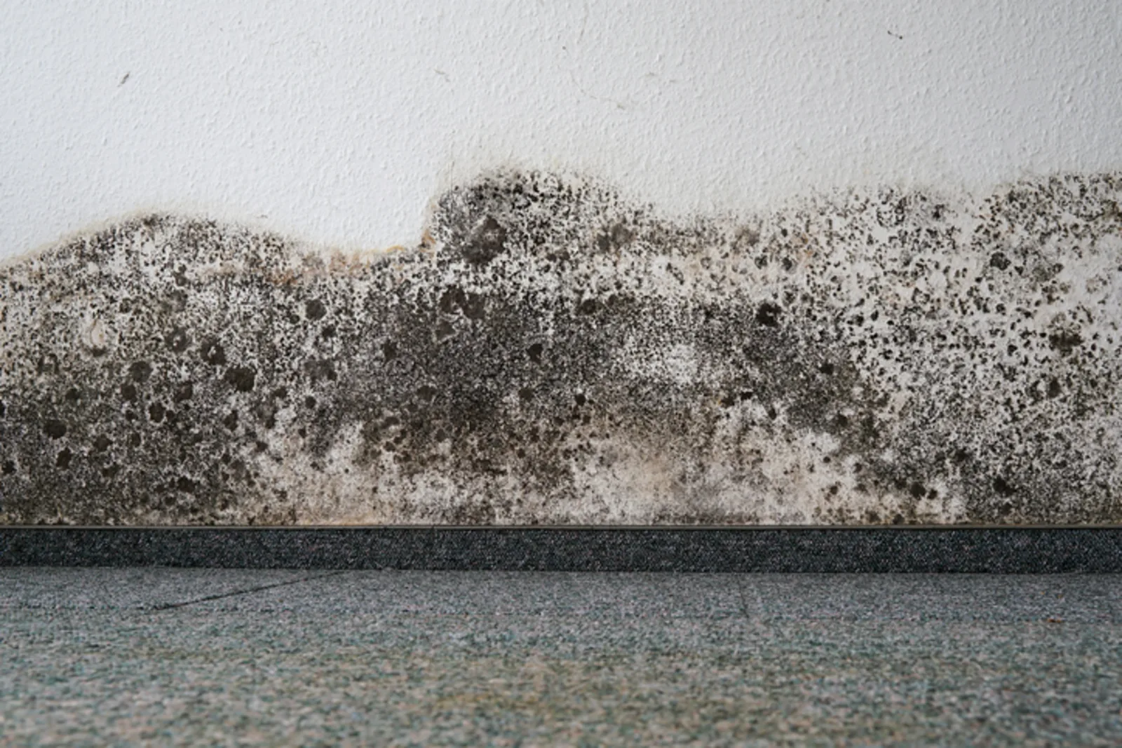 Heavy black mold growth spreading across an interior wall above the baseboard after a water leak